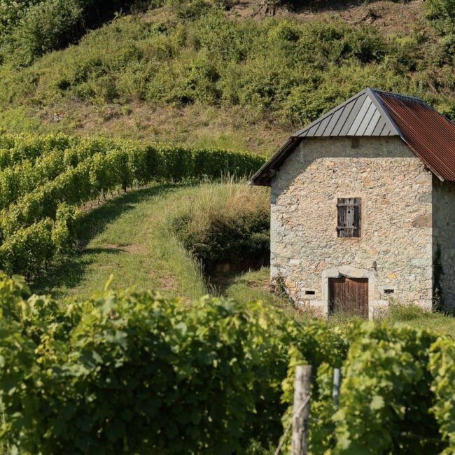 Domaine Philippe Chapot-Vins de Savoie-le vignoble