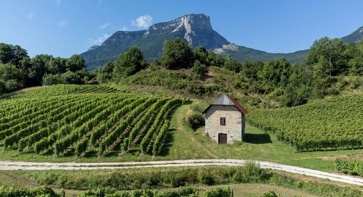 Domaine Philippe Chapot-Vins de Savoie-le vignoble-vue Mont Granier